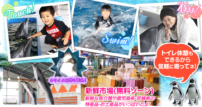 どきどきわくわくイルカとあそぼう！