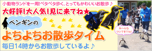 ペンギンののんびりお散歩タイム！