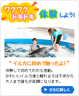 イルカに触ってみよう！
