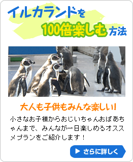 イルカランドを100倍楽しむ方法